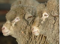 Sheep participating in the sex-study. Click image to expand.