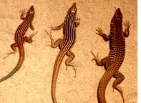 Three species of whiptail lizards