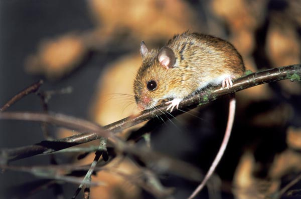 Mouse.