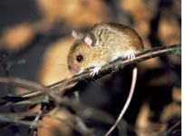 Mouse. Click image to expand.