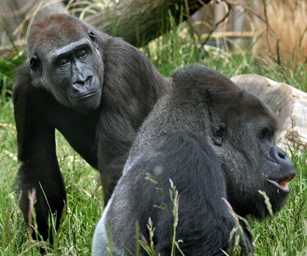 Mijukuu, a female gorilla nicknamed Jookie, looks at her mate, Bobby, at the London Zoo.