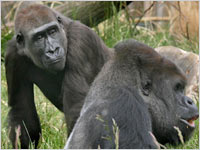 Two gorillas. Click image to expand