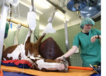 Photograph of a horse undergoing surgery by Jens-Ulrich Koch/AFP/Getty Images