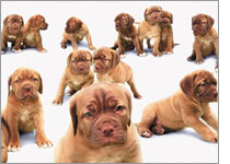 Bull Mastiff puppies. Photograph by Photodisc/Getty Images.