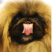 A Pekingese dog with a flat nose. Photograph by Christopher Furlong/Getty Images.