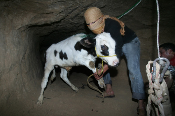 Masked Palestinian men lower a cow into a underground chamber.