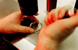 Tray of embryos. CLick image to expand.