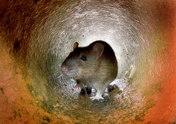Wittle bitty rat.