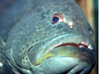 Mmm. Fish. Click image to expand.