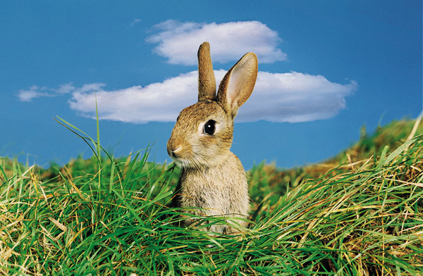 We are hunting wabbits ...