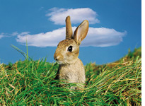 Rabbit. Click image to expand.