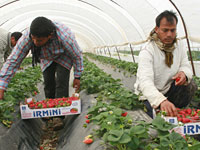 Picking strawberries.
