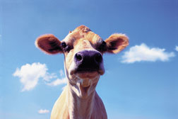 How many hamburgers make a hypocrite?