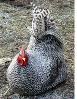 Winston the rooster 
Click on image to enlarge.