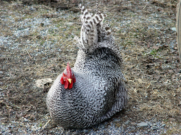 Winston the rooster.