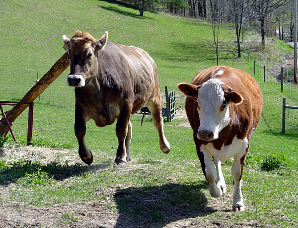 Elvis and Luna thunder uphill for an apple.