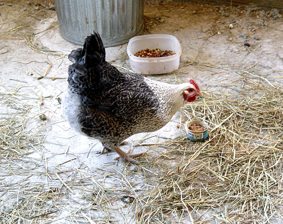 Henrietta