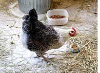 Henrietta. Click image to expand.