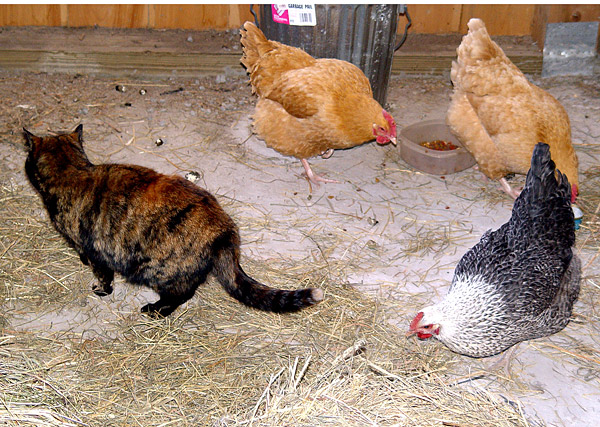 Henrietta, Mother, and hens