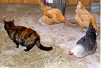 Henrietta, Mother, and hens. Click image to expand.