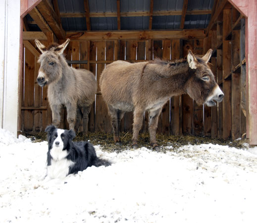 Rose with the donkeys.