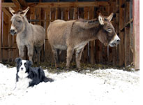 Rose and the donkeys. Click image to expand.