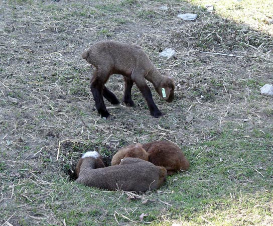 Lambs from the author's farm.