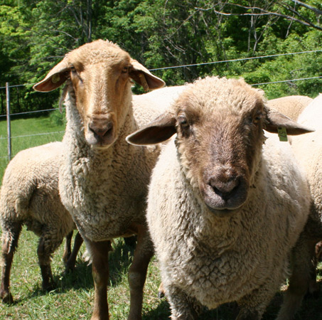Ewe No. 57 (at right).