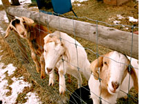 The goats three. Click image to expand.