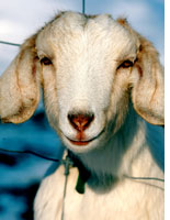 One of the author's goats. Click image to expand.