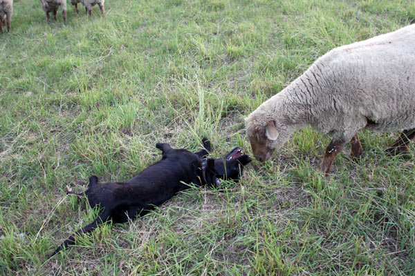Brutus and Lenore go nose-to-nose.