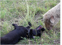 Brutus and Lenore go nose-to-nose. Click image to expand