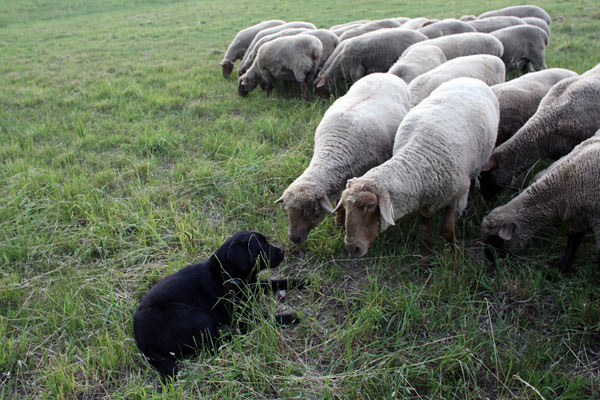 Brutus and Lenore share a private moment in a crowd.
