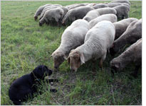 Brutus and Lenore share a private moment in a crowd. Click image to expand