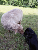 Brutus and Lenore tryst in the grass. Click image to expand