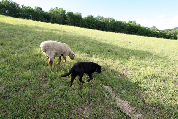 Brutus the ram and Lenore the dog.