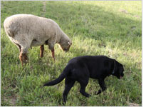 Dog and Ram. Click image to expand
