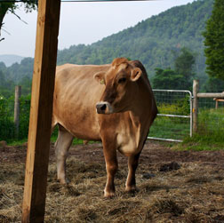 Steer.