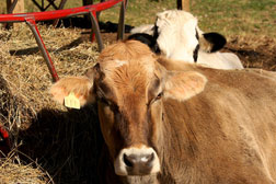 2 Steer.