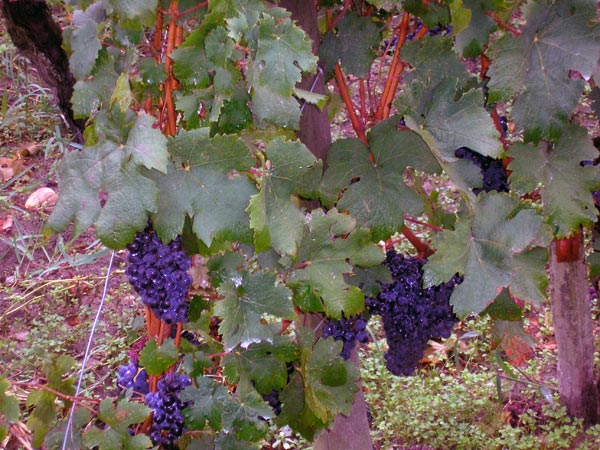 Grapes on the vine at Cheval Blanc.