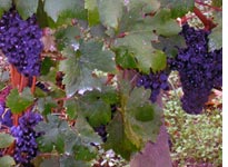 Grapes on the vine at Cheval Blanc. Click image to expand.