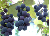 Grapes. Click image to expand.