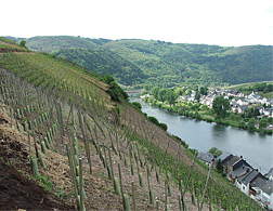 Steep slope viticulture, Zell (Mosel), Deutschland. Click image to expand.