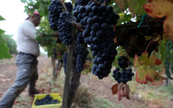 Zinfandel Grapes. Click image to expand.