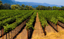A vineyard. Click image to expand.