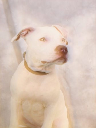Jacqueline's dog, perhaps separated at birth from mine.