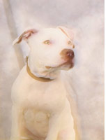 Jacqueline's dog. Click image to expand.