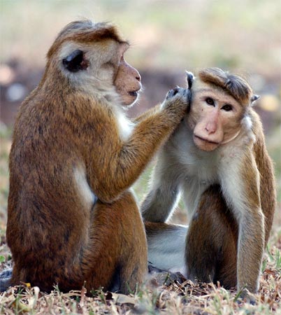 Sri Lankan monkeys.