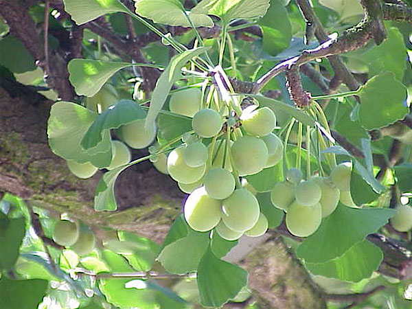Ginkgo biloba.