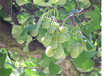 Ginkgo biloba. Click image to expand. 